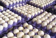  مواد پروتئینی | تخم مرغ صنعتی