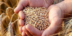  بذر و نهال | بذر بذر گندم سیوند اعلا