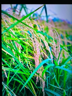  بذر و نهال | بذر بذر برنج