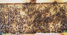  دامپروری | عسل عسل طبیعی سوباتان