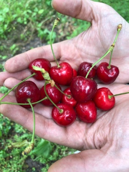 میوه | گیلاس گیلاس صادراتی تک دانه