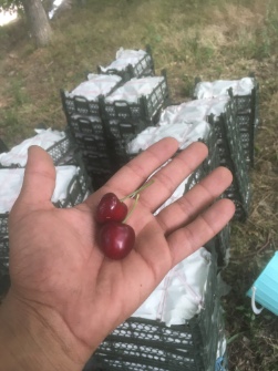  میوه | گیلاس تکدانه درشت مشکی با بسته بندی صادراتی
