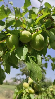  میوه | زردآلو رجبلی صادراتی درجه1