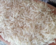  غلات | برنج شیرودی درجه یک
