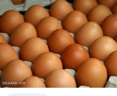  مواد پروتئینی | تخم مرغ تخم مرع سفید و قهوه ای