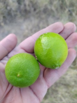  میوه | لیمو ترش مینابی