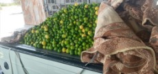  میوه | لیمو ترش لیموترش محلی و لیسبون