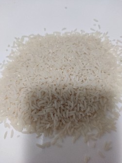  غلات | برنج شیرودی
