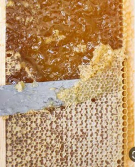  دامپروری | عسل عسل صد درصد طبیعی و بدون شکر