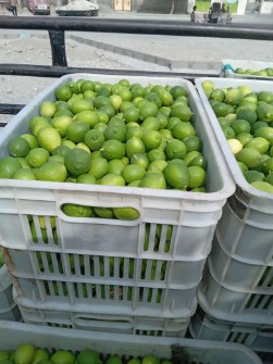  میوه | لیمو ترش لیموترش