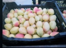  میوه | زردآلو زردآلو درجه یک صادراتی