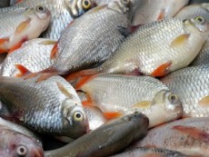  مواد پروتئینی | ماهی فروش ماهی کپور عمده