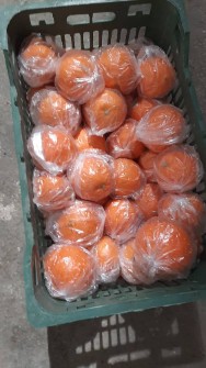  میوه | پرتقال پرتقال تابستانه سردخانه ای