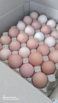 مواد پروتئینی | تخم مرغ تخم مرغ محلی گلپایگان