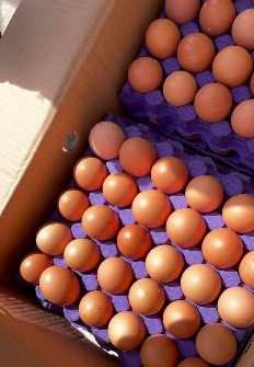  مواد پروتئینی | تخم مرغ تخم مرغ رنگي
