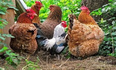  مواد پروتئینی | تخم مرغ مرغ بومی