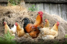  مواد پروتئینی | تخم مرغ مرغ بومی