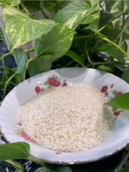 غلات | برنج برنج طارم هاشمی و شیرودی