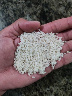  غلات | برنج برنج چمپا