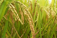  غلات | برنج دمسیاه