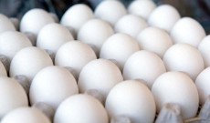  مواد پروتئینی | تخم مرغ تخم مرغ صادراتی و داخلی