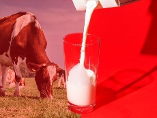  لبنیات | شیر پر چرب