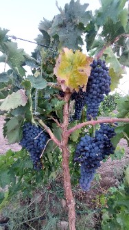  میوه | انگور انگور سیاه ترکمن 4 و فلیم سیدلس