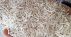  غلات | برنج عنبربوی شوشتر نشا کاری شده