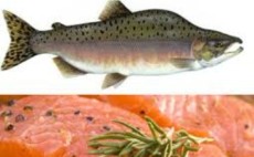  مواد پروتئینی | ماهی قزل آلا