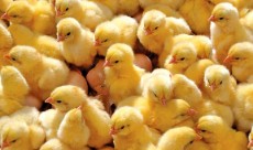  مواد پروتئینی | گوشت جوجه یکروزه مرغ گوشتی