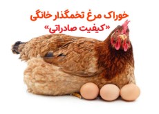  دامپروری | خوراک دام خوراک مرغ تخمگذار خانگی