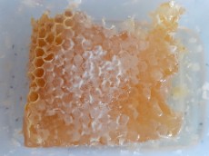  دامپروری | عسل عسل طبیعی سبلان