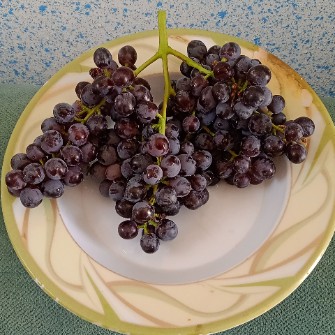  میوه | انگور انگور سیاه بی دانه