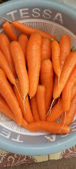  صیفی | هویج هویج نارنجی درجه یک