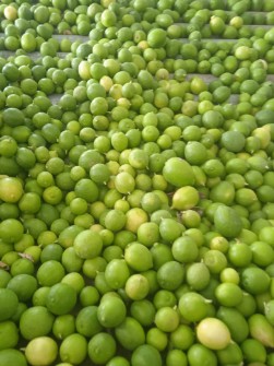  میوه | لیمو ترش مینابی
