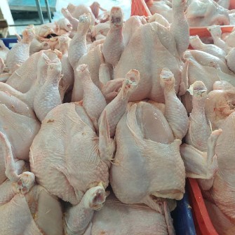  مواد پروتئینی | گوشت مرغ کشتار روز