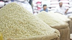  غلات | برنج طارم هاشمی کشت دوم پاییزه