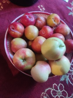  میوه | سیب سیب گلاب