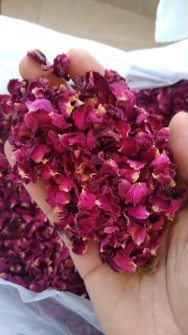 بذر و نهال | گل و گیاه پرگل محمدی