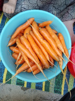  صیفی | هویج هویج نارنجی بذر رویال
