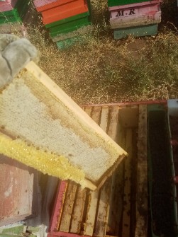  دامپروری | عسل عسل طبیعی گون و آویشن