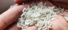  غلات | برنج برنج پاکستانی درجه1