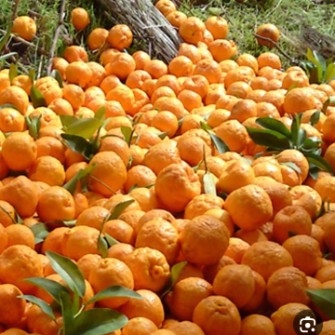  میوه | نارنگی نارنگی سیاهو درجه یک