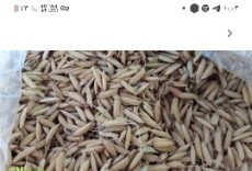  غلات | برنج شلتوک دمسیاه