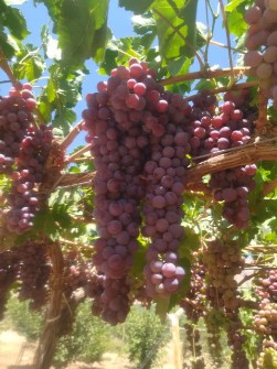  میوه | انگور فلیم سیدلس صادراتی