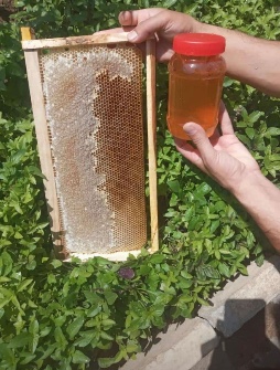  دامپروری | عسل چهل گیاه و عسل گون