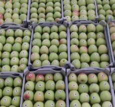  میوه | سیب سیب سبز سوپر لوکس فرانسه