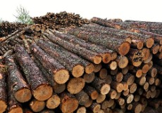  مصالح ساختمانی | چوب چوب توسکا