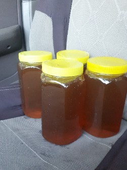 دامپروری | عسل طبیعی گون