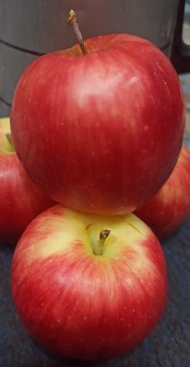  میوه | سیب سیب گلدن فرانسوی
